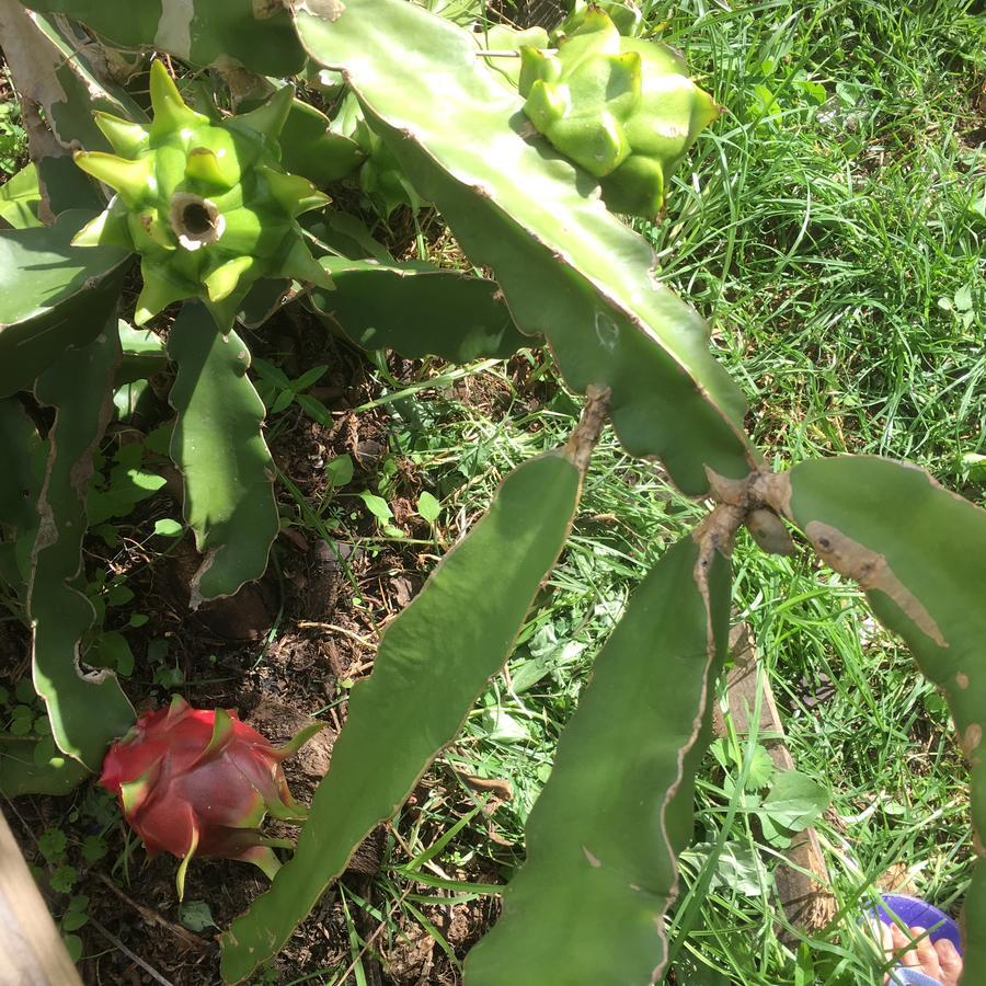 أوكلاند At Homestay المظهر الخارجي الصورة